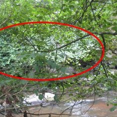 Juste avant Pontaubert, sur la rive opposée à la route de cousin