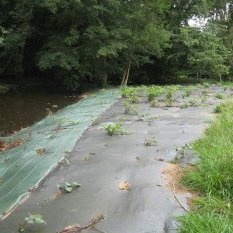 Comme écrit dans un précédent article, le dispositif Parcdu Morvan / Life+ installé pour contrôler la renouée a une faille : les agrafes. La renouée ne cesse de repousser. On peut voir à gauche une renouée arrachée en train de sécher le long de la rive... si le courant l'emporte, rebelote en aval !