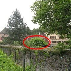 La renouée se répand de part et d'autre du ru-égoût des Minimes, dans les jardins des particulier, juste avant la jonction avec le Cousin.