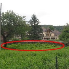 La renouée envahit le jardin de particuliers, en aval du ru-égoût des Minimes, juste avant de se jeter dans le Cousin.
