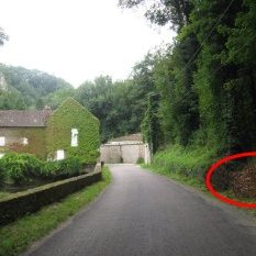 Faute de point de reprise adapté, la renouée coupée le long du mur est en train de sécher le long de la route, de l'autre côté... prête à se propager à nouveau.