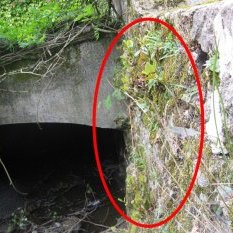 Rive droite, juste avant le moulin du « pont raté » en allant vers Pontaubert